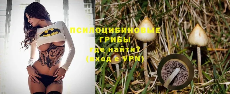 купить наркотик  Ахтубинск  гидра сайт  Псилоцибиновые грибы мицелий 