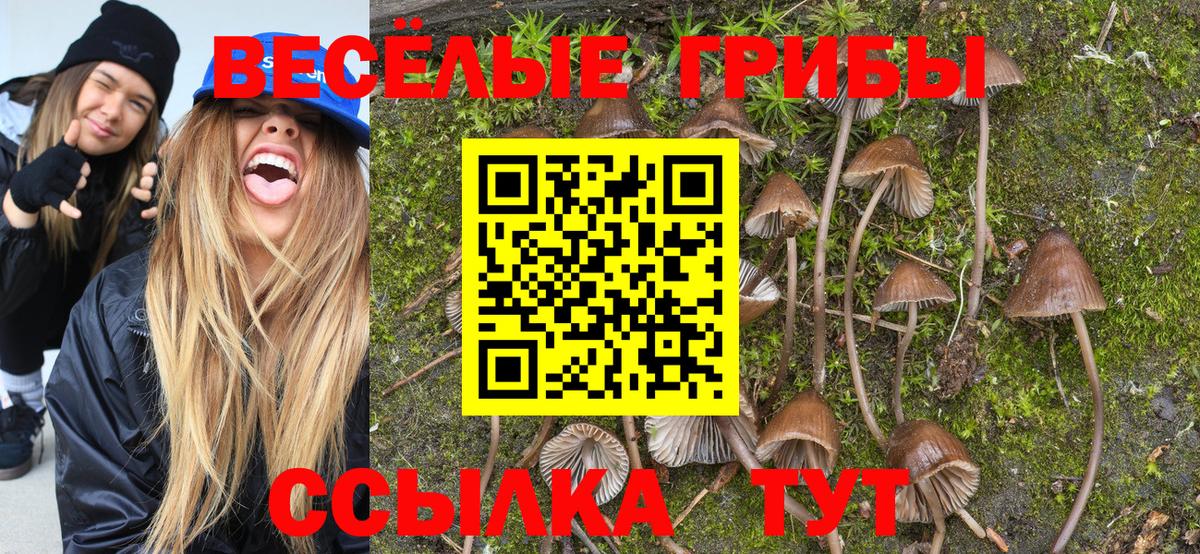 Псилоцибиновые грибы Psilocybine cubensis  Ахтубинск  купить закладку  Псилоцибиновые грибы прущие грибы 